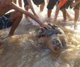 بالصور: العثور على سلحفاة بحرية ضخمة "ميتة" على شاطئ بحر مدينة يافا 